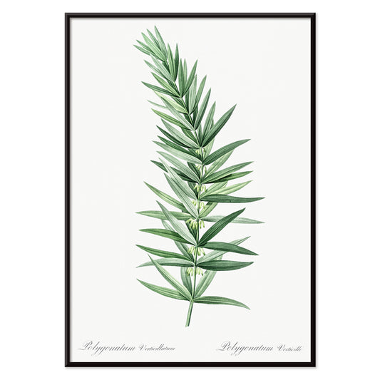 Whorled Solomons seal botanical illustration by Pierre-Joseph Redoute detailed artwork poster on white background, with black aluminium frame on white background