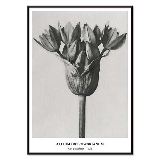 Black and white close up photograph of Allium Ostrorowskianum ornamental onion by Karl Blossfeldt from Urformen der Kunst poster artwork, with black aluminium frame on white background