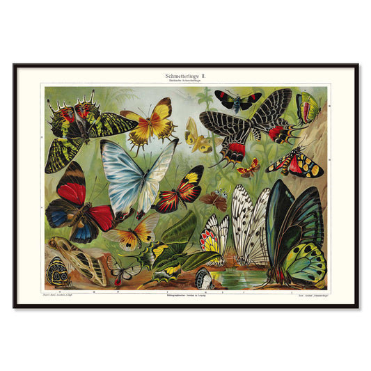 Colorful butterflies illustration by Institut of Leipzig titled Butterflies II poster featuring butterflies in nature ideal for entomology and home decor, with black aluminium frame on white background