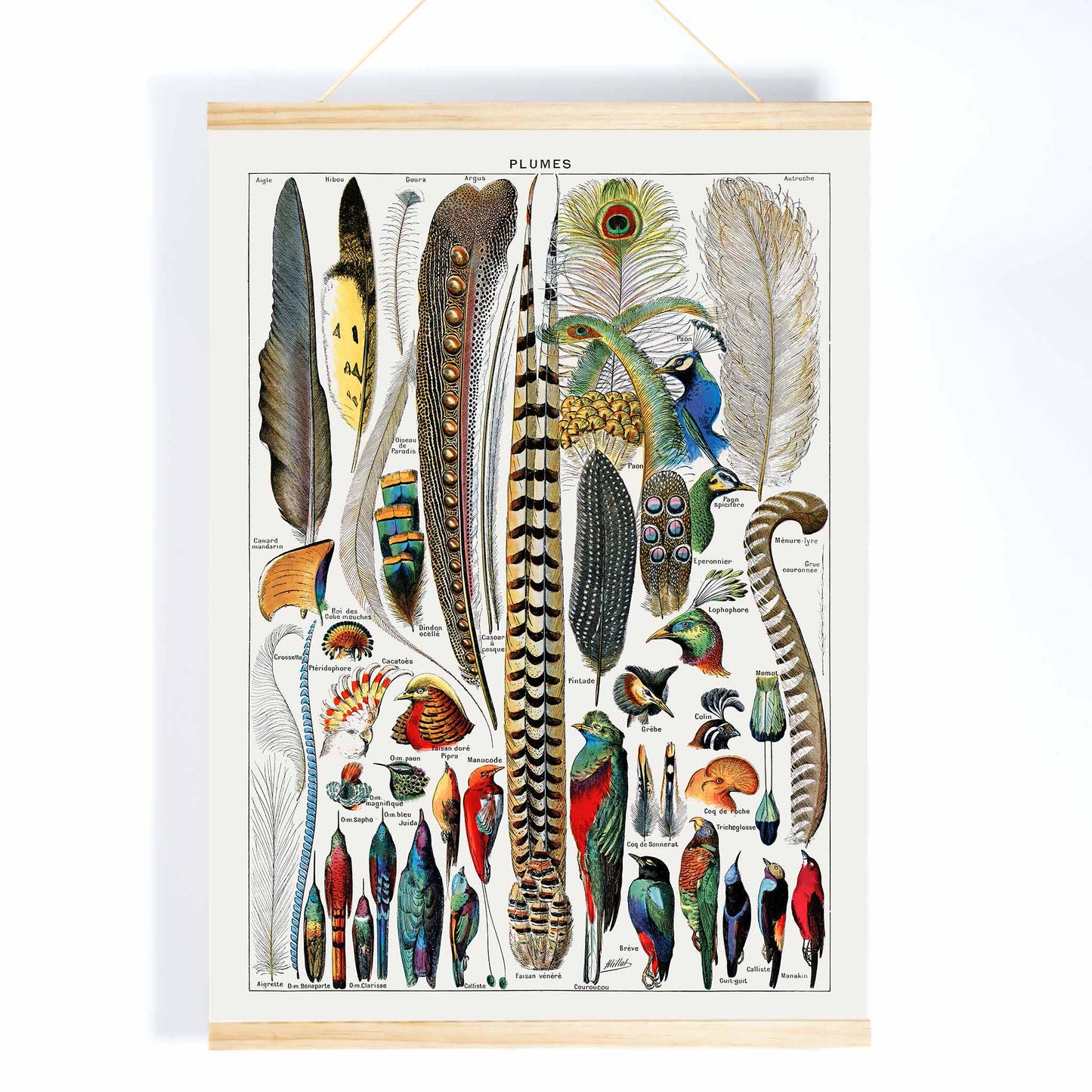 Colorful bird feathers illustration and poster from Plumes Feathers by Adolphe Millot featuring various plume types and detailed natural artwork, with wooden magnetic frame on white background