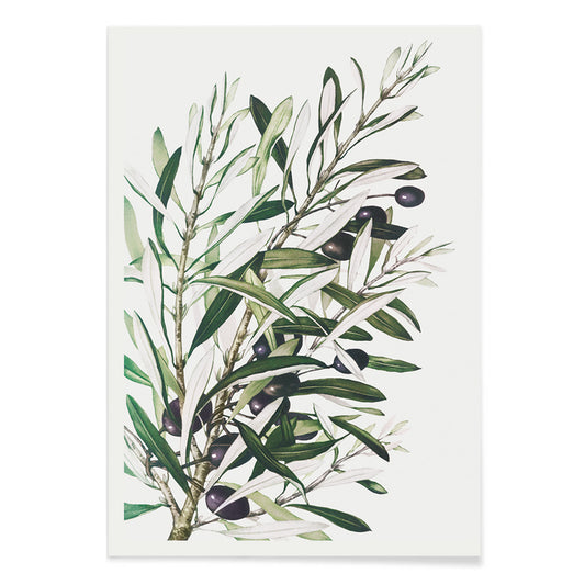 Olive branches botanical illustration and poster with green leaves and black olives by L Prang and Co from Picture Collection wall decor, with black aluminium frame on white background
