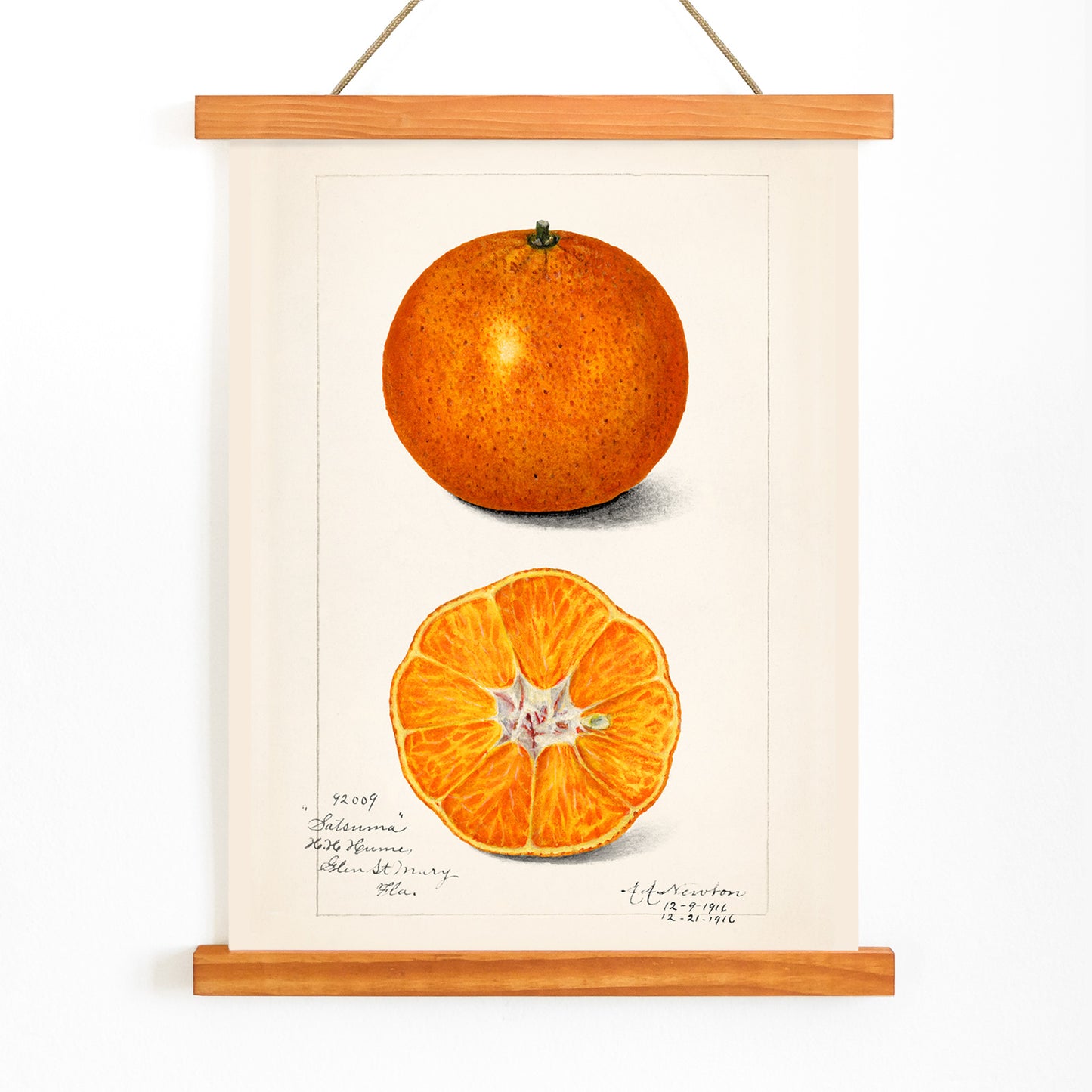 Botanical illustration and poster of Orange Citrus Sinensis by Amanda Almira Newton showing whole and sliced orange fruit and cross section artwork, with wooden magnetic frame on white background