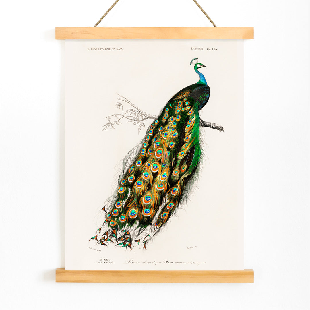 Indian peafowl Pavo Cristatus with vibrant feathers perched on a branch illustrated by Charles Dessalines D Orbigny artwork poster, with wooden magnetic frame on white background