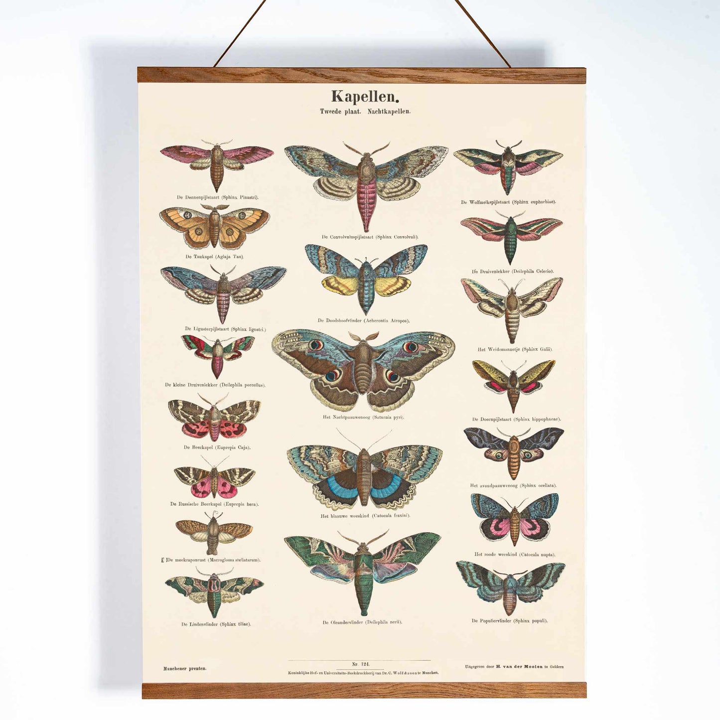 Colorful vintage illustration and detailed poster of night butterfly species by Ernst Frohlich, with wooden magnetic frame on white background