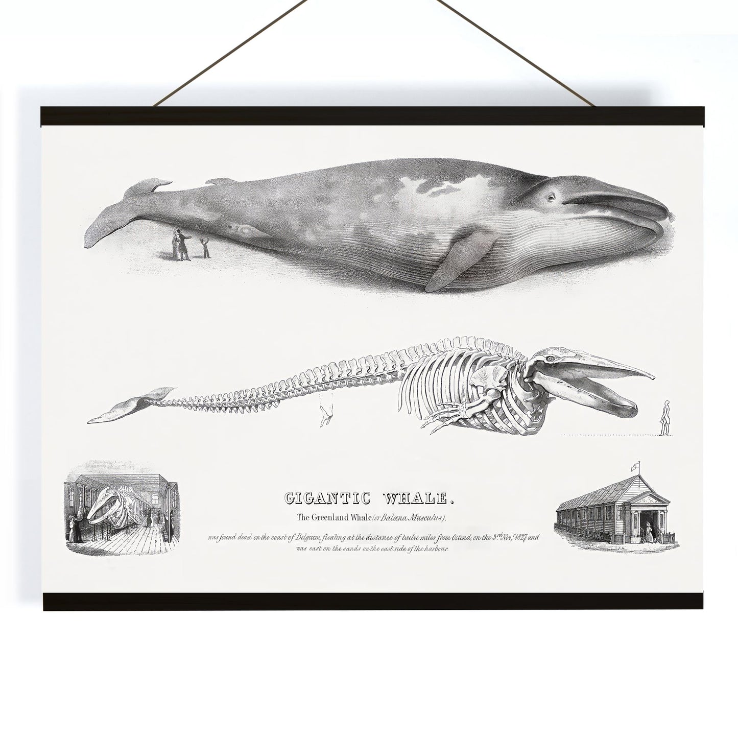 Blue whale and skeleton illustration from Gigantic Whale by George Johann Scharf poster wall decor, with wooden magnetic frame on white background