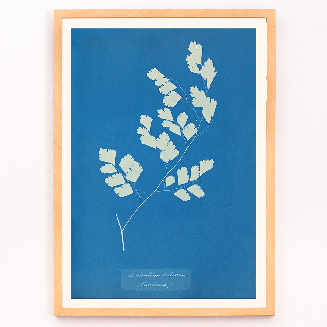 Cyanotype fern print by Anna Atkins titled Adiantum tenerum featuring white foliage on blue background botanical art poster, framed and displayed in modern living room decor