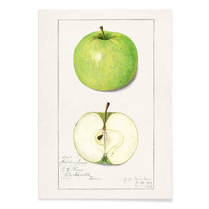 Green apple whole and sliced botanical illustration and poster artwork Apples Malus Domestica by Amanda Almira Newton, with black aluminium frame on white background