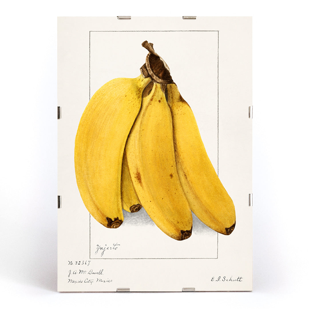 Botanical artwork of ripe yellow bananas Musa by Ellen Isham Schutt realistic illustration and poster suitable for botanical decor, framed and displayed in modern living room decor