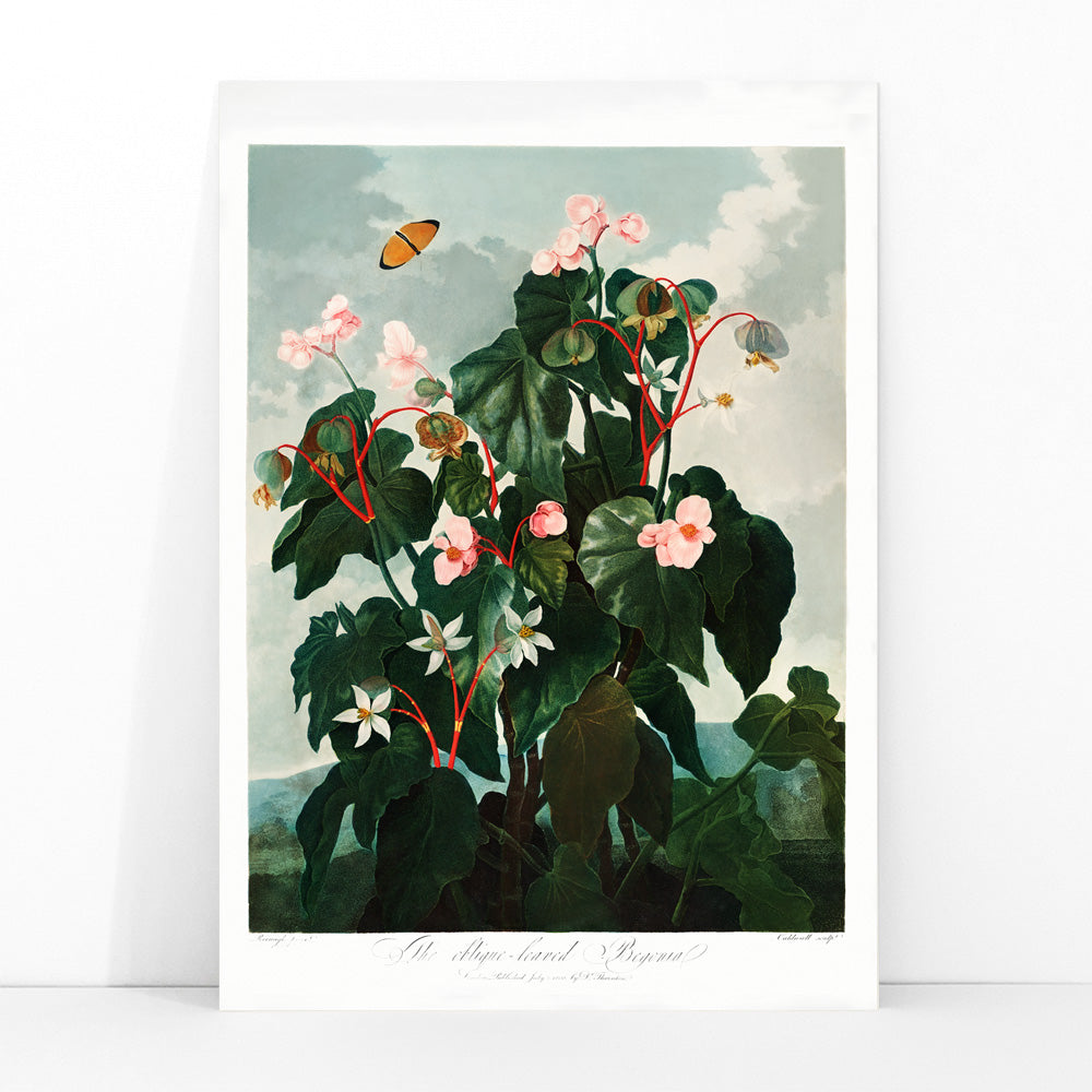 Botanical illustration and poster of The Oblique Leaved Begonia by Robert John Thornton featuring lush begonias and a butterfly in a scenic setting, framed and displayed in modern living room decor