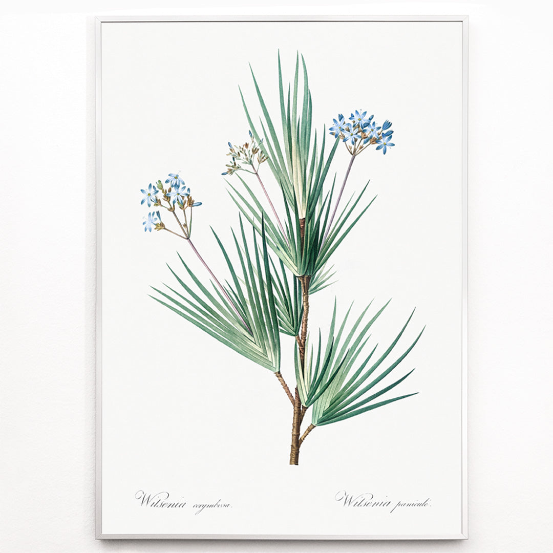 Closeup detail of Botanical illustration poster of blue star flowers by Pierre Joseph Redoute from Les liliacees artwork