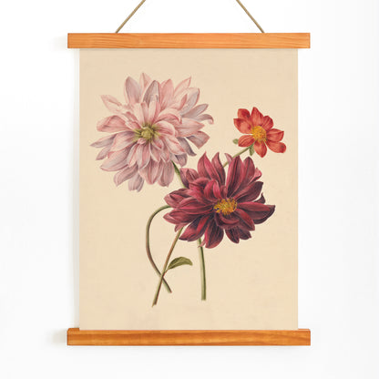 Botanical illustration poster of colorful dahlias in soft pink red and burgundy by Willem Hekking, with wooden magnetic frame on white background