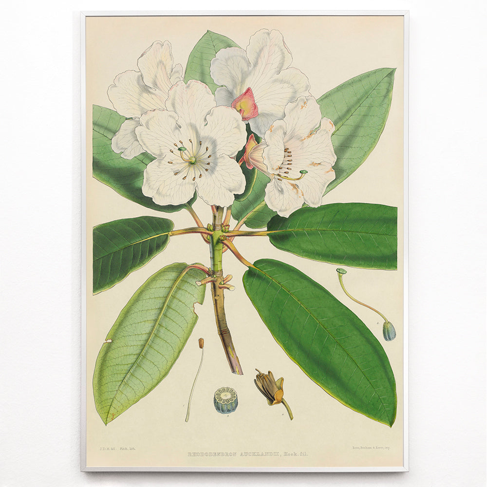 Closeup detail of Botanical illustration of white rhododendron flowers and leaves from The Rhododendrons of Sikkim-Himalaya by Joseph Dalton Hooker poster