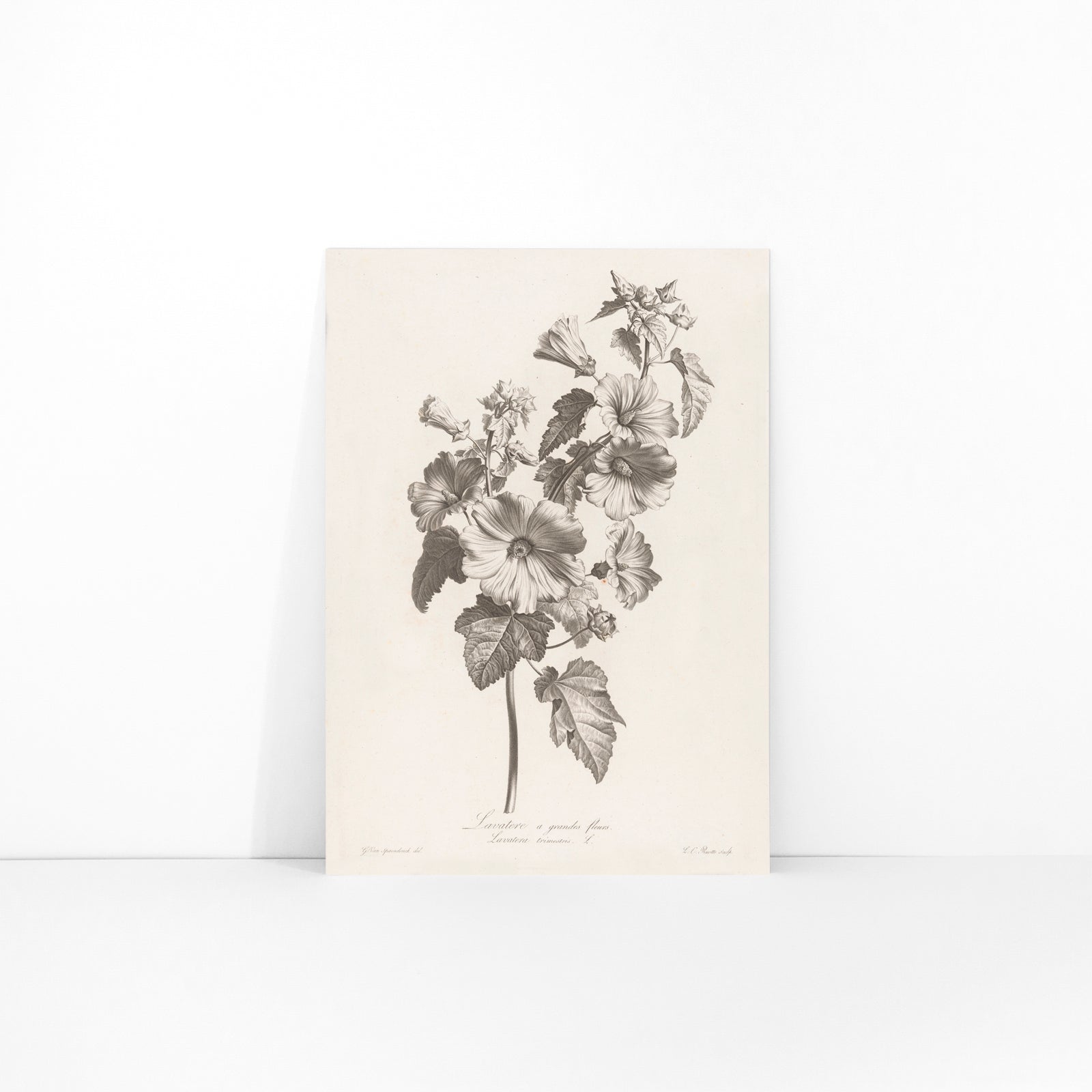 Botanical illustration and poster of large-flowered lavatera with detailed leaves and blooms by Louis Charles Ruotte artwork, framed and displayed in modern living room decor