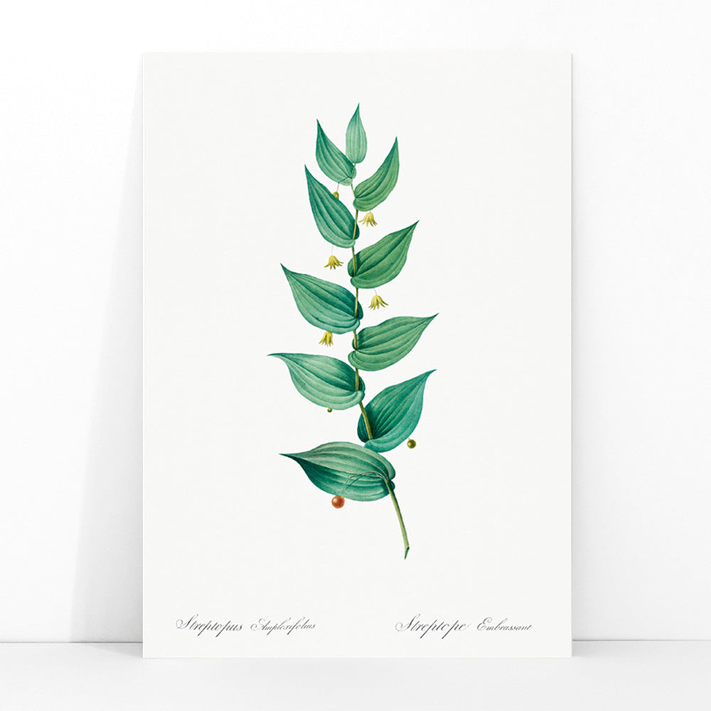 Botanical illustration poster of twistedstalk plant from Les liliacees by Pierre Joseph Redoute with green leaves and berries, framed and displayed in modern living room decor