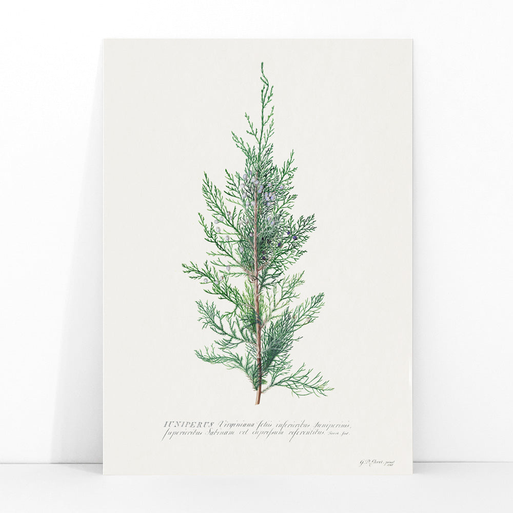 Botanical illustration of juniper branch by Georg Dionysius Ehret poster wall decor artwork, framed and displayed in modern living room decor