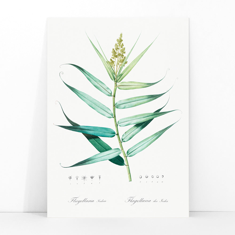 Botanical bush cane illustration with green leaves by Pierre-Joseph Redoute from Les liliacees artwork poster, framed and displayed in modern living room decor