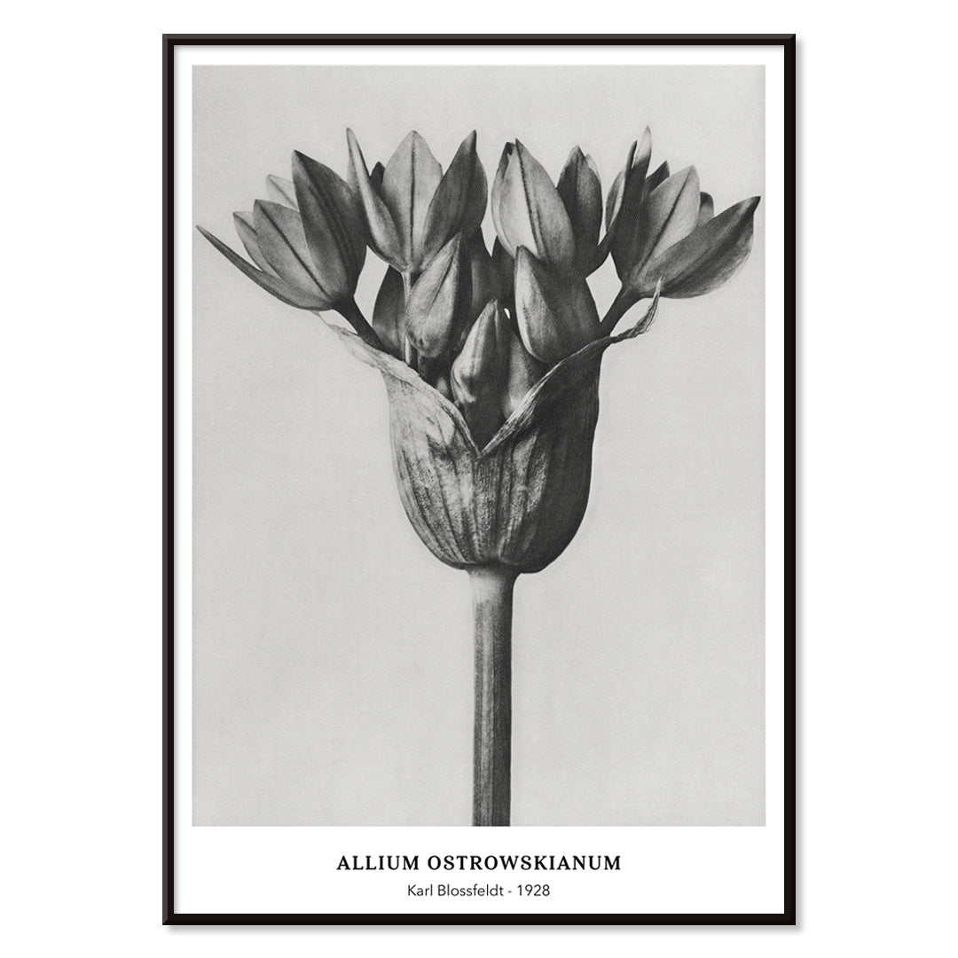 Black and white close up photograph of Allium Ostrorowskianum ornamental onion by Karl Blossfeldt from Urformen der Kunst poster artwork, with black aluminium frame on white background