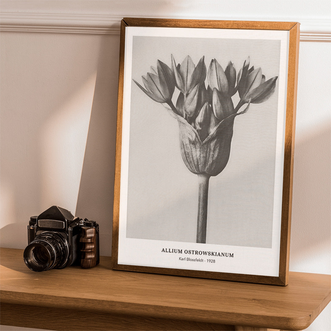 Black and white close up photograph of Allium Ostrorowskianum ornamental onion by Karl Blossfeldt from Urformen der Kunst poster artwork, framed and displayed in home decor