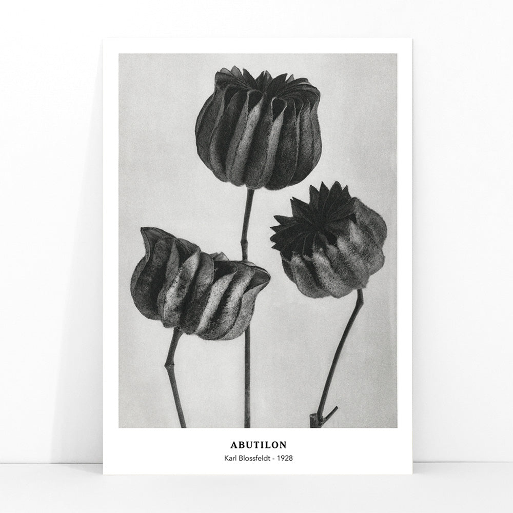 Close up and poster of Abutilon Lime Mallow pods from Urformen der Kunst by Karl Blossfeldt with detailed botanical texture, framed and displayed in modern living room decor