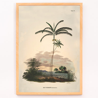 Closeup detail of Euterpe oleracea botanical illustration and palm landscape poster by Carl Friedrich Philipp von Martius from Historia Naturalis Palmarum