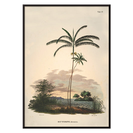 Euterpe oleracea botanical illustration and palm landscape poster by Carl Friedrich Philipp von Martius from Historia Naturalis Palmarum, with black aluminium frame on white background