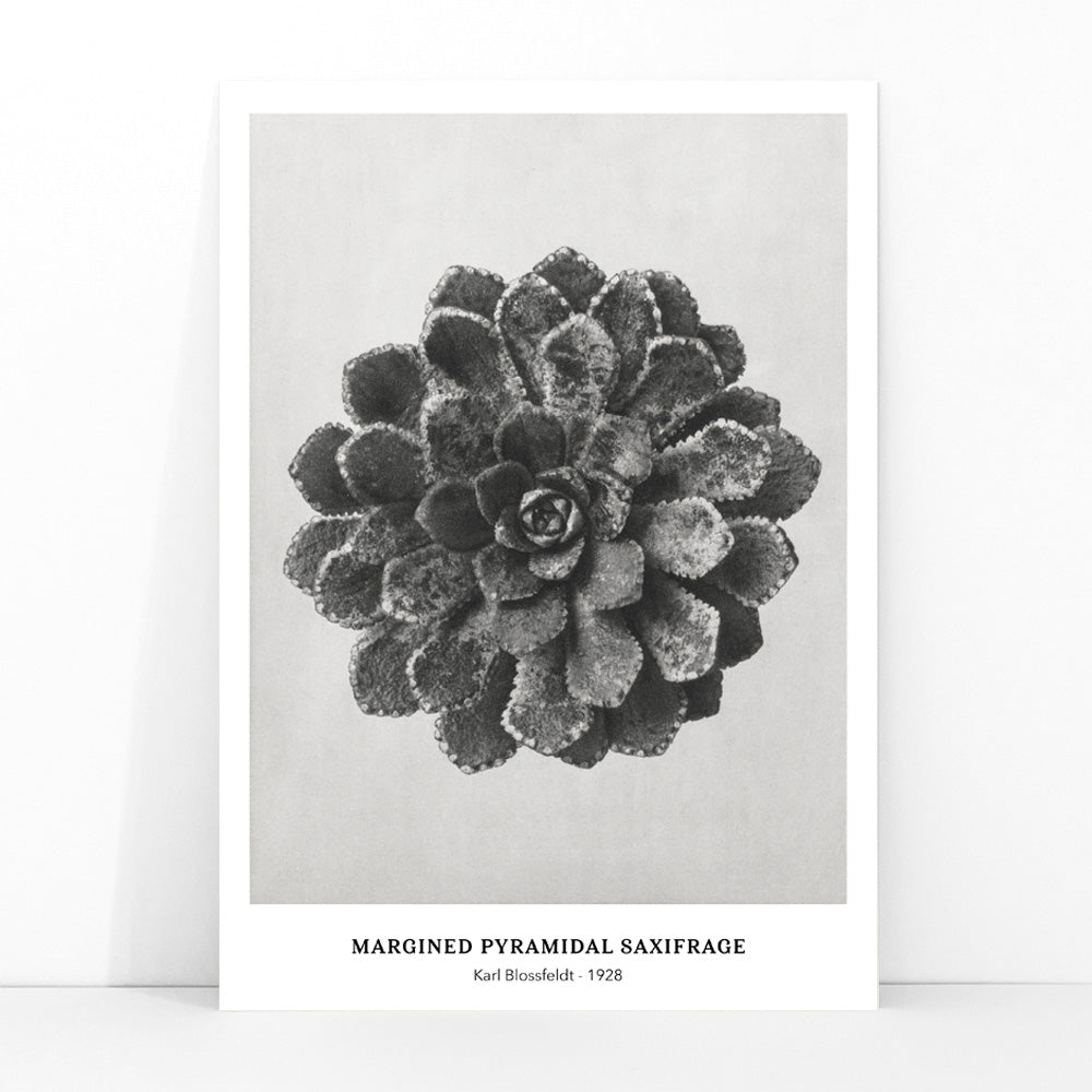 Margined Pyramidal Saxifrage leaf botanical photograph by Karl Blossfeldt from Urformen der Kunst detailed close up poster, framed and displayed in modern living room decor
