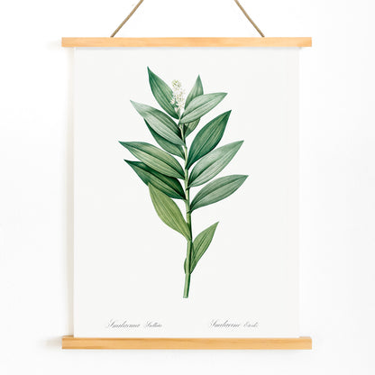 Smilacina stellata botanical illustration by Pierre-Joseph Redoute from Les liliacees featuring green leaves and white flowers, with wooden magnetic frame on white background