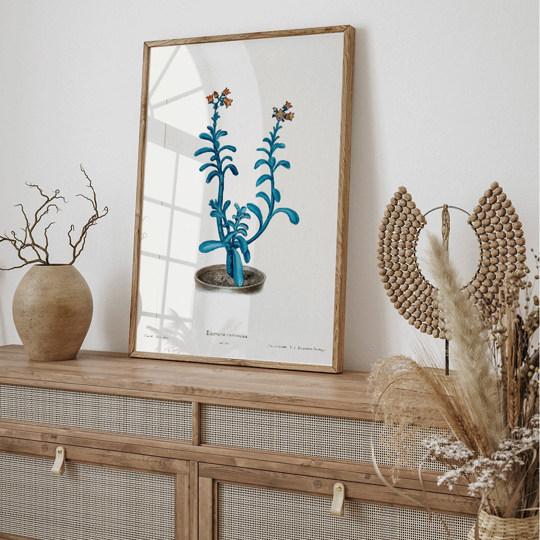 Botanical illustration poster of blue echeveria titled Brown sugar echeveria from Familie Der Cacteen by Echeveria racemosa, framed and displayed in home decor