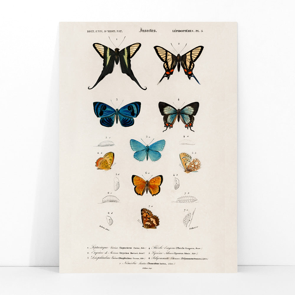 Colorful butterflies and chrysalises illustration and poster showing butterfly life stages by Charles Dessalines D Orbigny, framed and displayed in modern living room decor