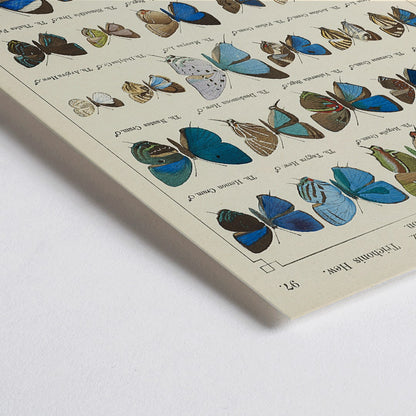 Closeup detail of Colorful illustration of exotic butterflies in vibrant colors from Exotic butterflies Pl.097 by Otto Staudinger