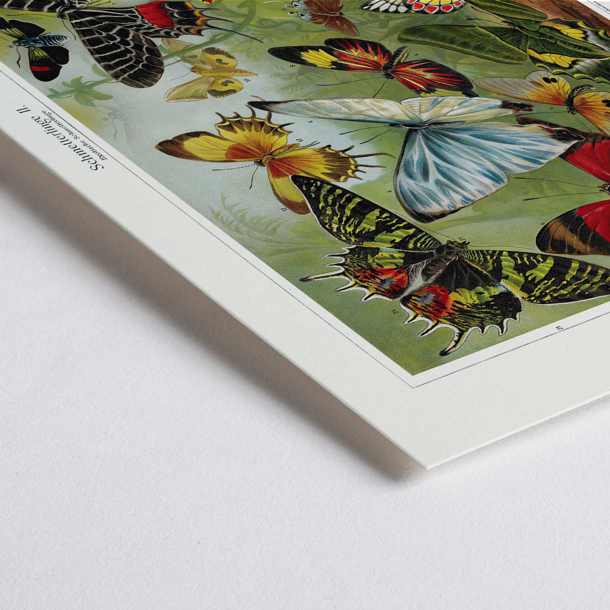 Closeup detail of Colorful butterflies illustration by Institut of Leipzig titled Butterflies II poster featuring butterflies in nature ideal for entomology and home decor