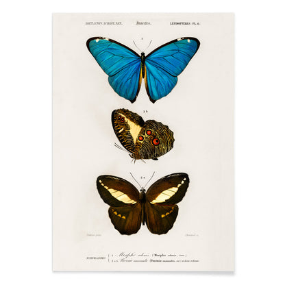 Colorful butterflies illustration by Charles Dessalines D Orbigny poster artwork different types of butterfly, with black aluminium frame on white background