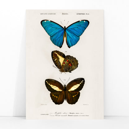 Colorful butterflies illustration by Charles Dessalines D Orbigny poster artwork different types of butterfly, framed and displayed in modern living room decor