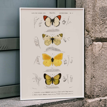 Illustration and poster of butterfly species and insect life cycles by Charles Dessalines D Orbigny from Different types of butterfly, framed and displayed in home decor