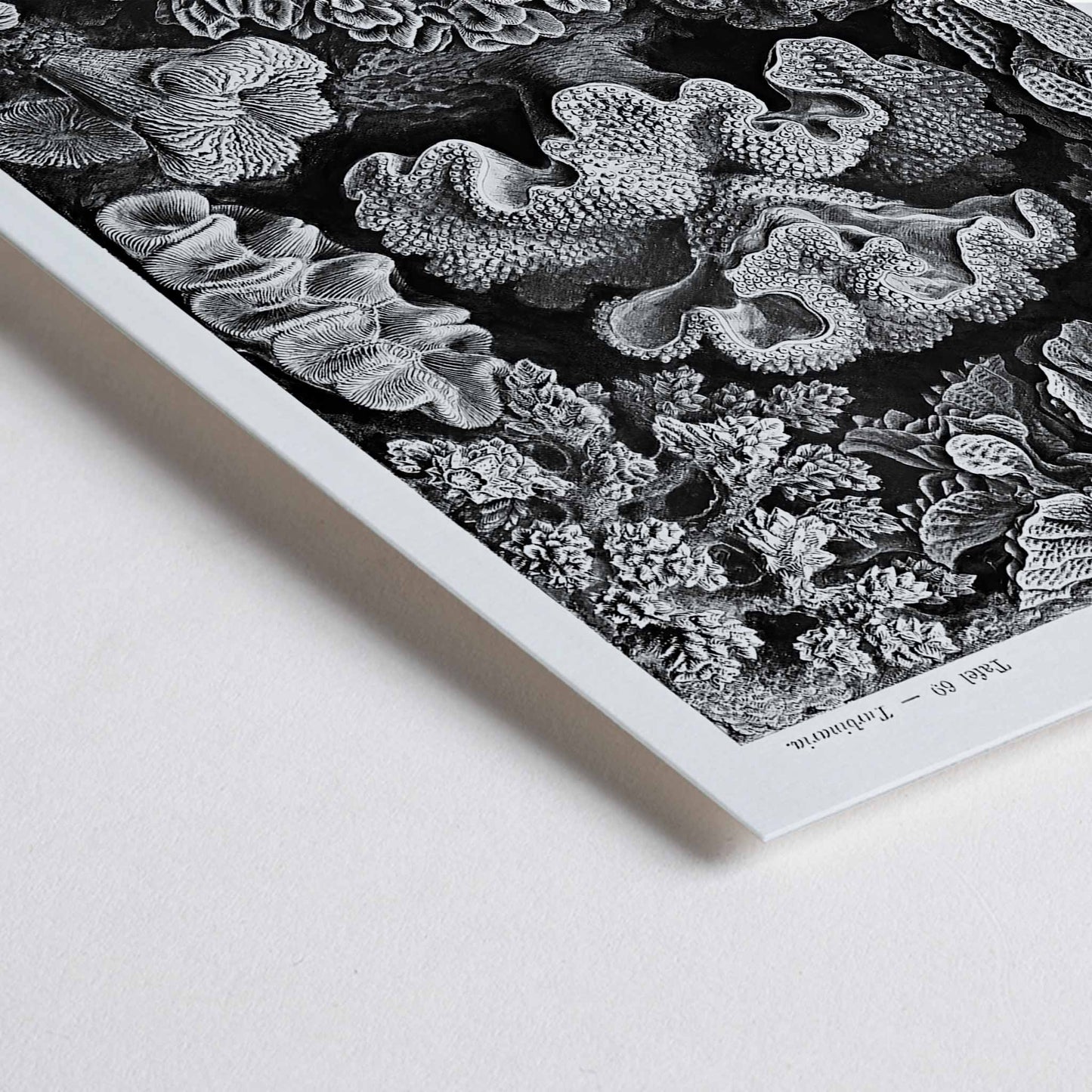Closeup detail of Detailed black and white coral illustration poster from Hexacoralla Sechsstrahlige Sternkorallen by Ernst Haeckel wall art decor