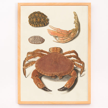 Closeup detail of Detailed illustration of crab shells and sea creatures artwork by Johann Gustav Hoch featuring various shells and claws