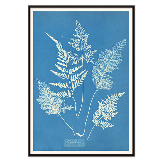 Botanical cyanotype art print titled Ceylon by Anna Atkins featuring delicate white fern leaves on a blue background, with black aluminium frame on white background