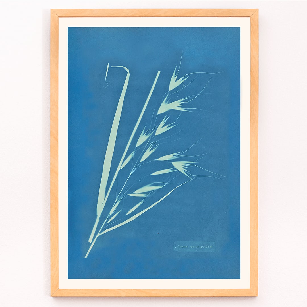 Cyanotype poster of Uvena Novae Villiae plant by Anna Atkins on blue background, framed and displayed in modern living room decor