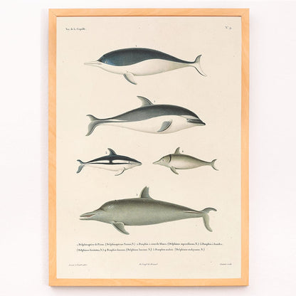 Voyage autour du monde Pl.112 Dolphins illustration and poster by Louis-Isidore Duperrey showing different dolphin species, framed and displayed in modern living room decor