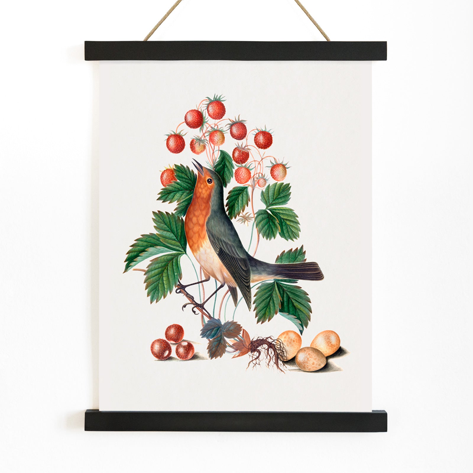 European robin with wild strawberries and eggs artwork by James Bolton from the Natural History Cabinet of Anna Blackburne poster, with wooden magnetic frame on white background