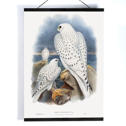 Greenland Falcon artwork by John Gould showing three white falcons perched on rocky cliffs by the sea with a cloudy sky, with wooden magnetic frame on white background