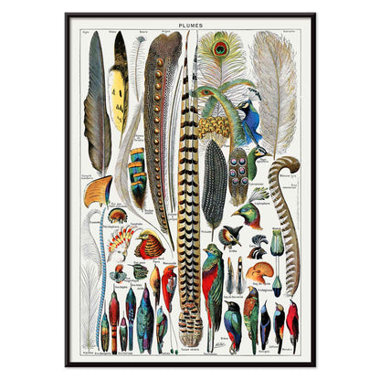 Colorful bird feathers illustration and poster from Plumes Feathers by Adolphe Millot featuring various plume types and detailed natural artwork, with black aluminium frame on white background