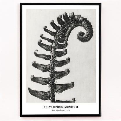 Closeup detail of Polystichum Munitum Prickly Shield Fern leaf artwork by Karl Blossfeldt from Urformen der Kunst black and white close up and enlarged poster