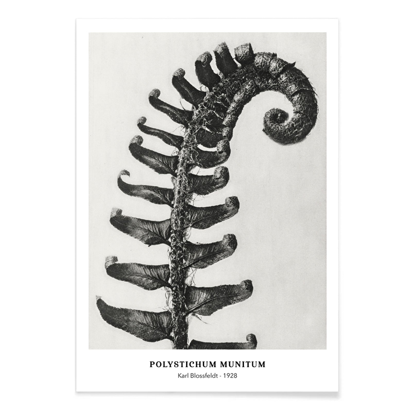 Polystichum Munitum Prickly Shield Fern leaf artwork by Karl Blossfeldt from Urformen der Kunst black and white close up and enlarged poster, with black aluminium frame on white background
