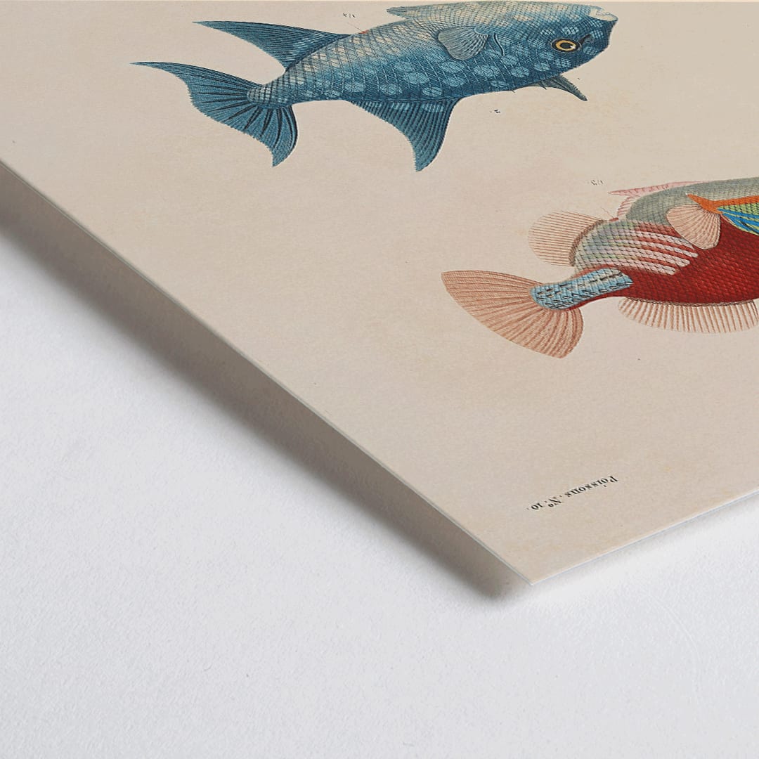 Closeup detail of Three vibrant fish illustration by Louis Isidore Duperrey from Voyage autour du monde Pl 017 poster