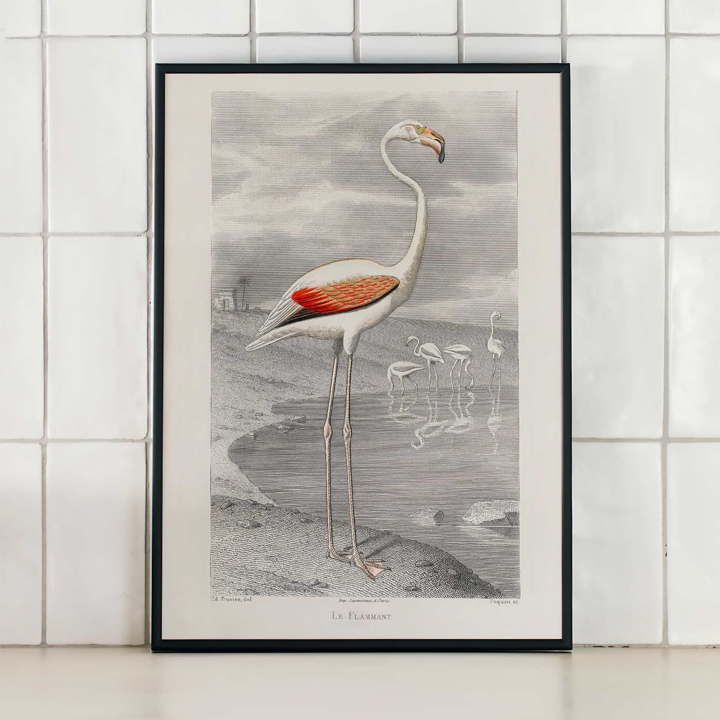 Le Flammant Flamingo by Edouard Travies white flamingo standing by water in natural habitat poster, framed and displayed in modern living room decor