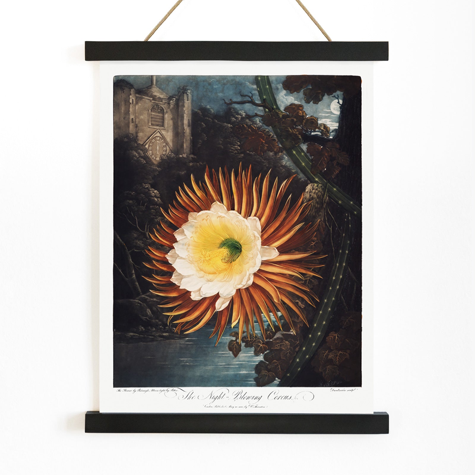 Night Blowing Cereus flower illustrated by Robert John Thornton with moonlit landscape and dramatic night background botanical art poster, with wooden magnetic frame on white background