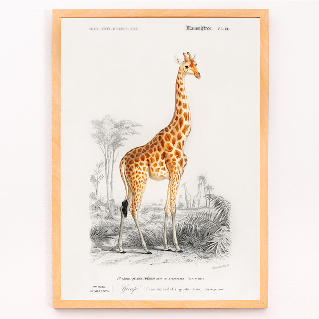 Closeup detail of Vintage wildlife illustration of Giraffe Giraffa camelopardalis by Charles Dessalines D Orbigny in natural landscape poster