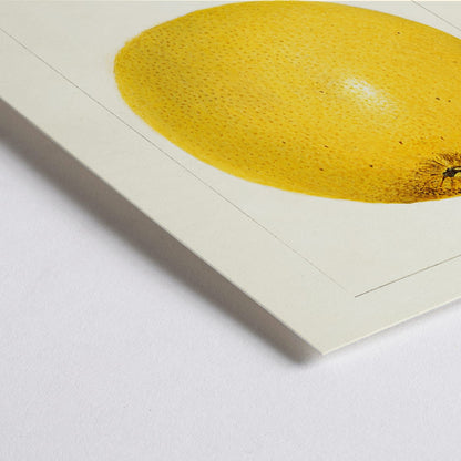 Closeup detail of Detailed illustration and poster of grapefruit Citrus paradisi by Amanda Almira Newton
