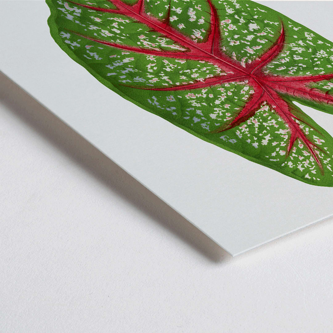 Closeup detail of Green Caladium Chantini poster from Les Plantes a Feuillage Colore illustrated by Benjamin Fawsett showing vibrant green leaf with red veins